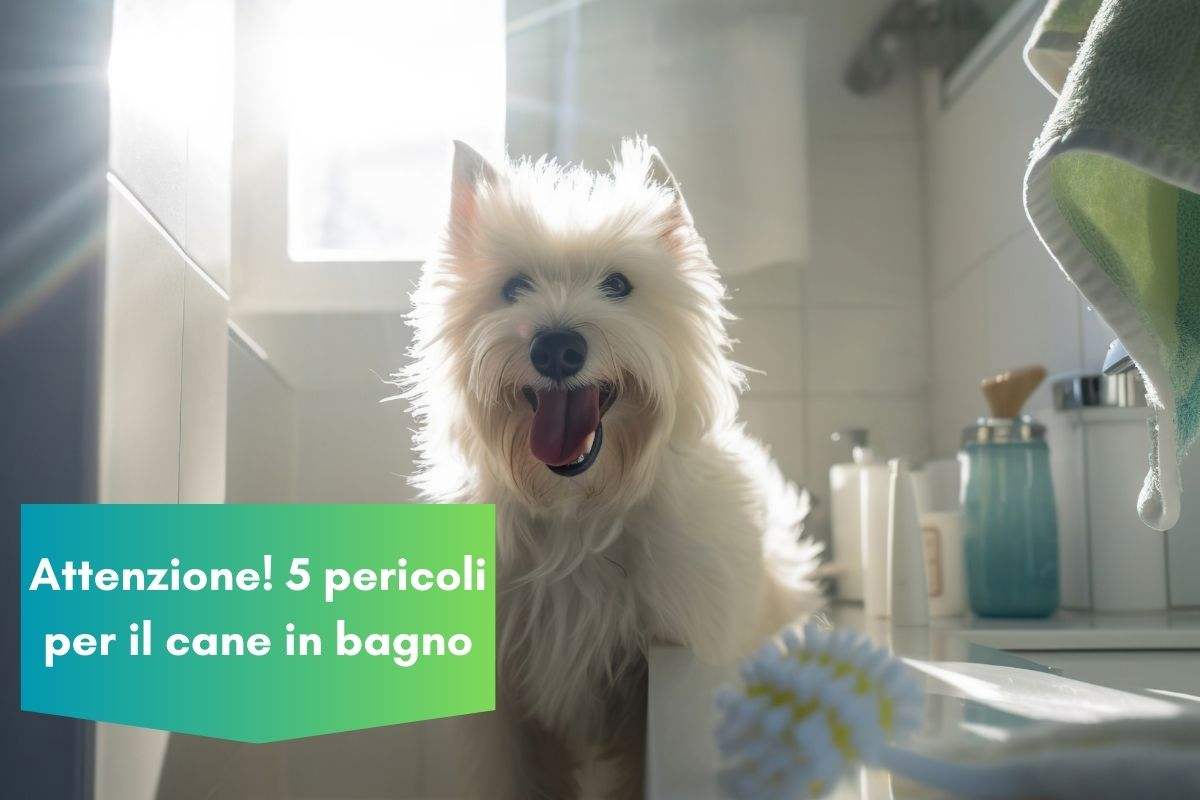 Pericoli per il cane nel bagno