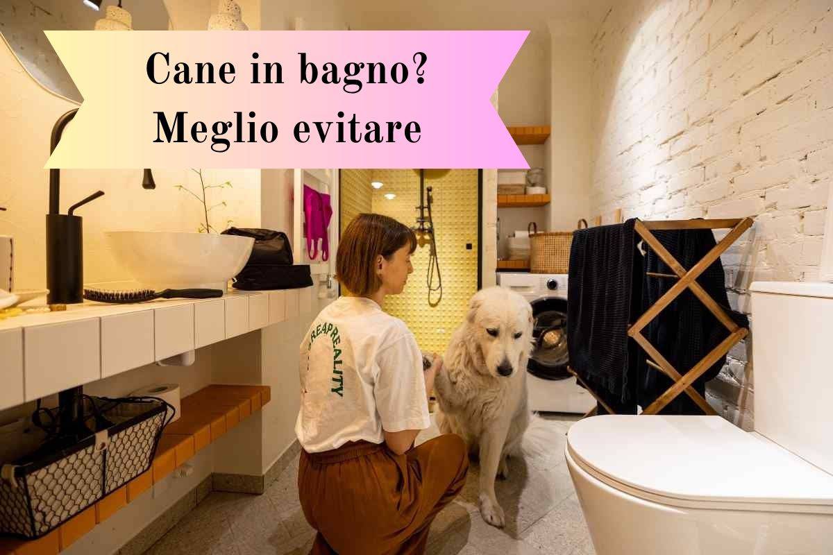 Non devi permettere al cane di entrare in bagno