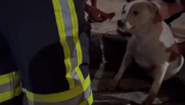 cane intrappolato tombino