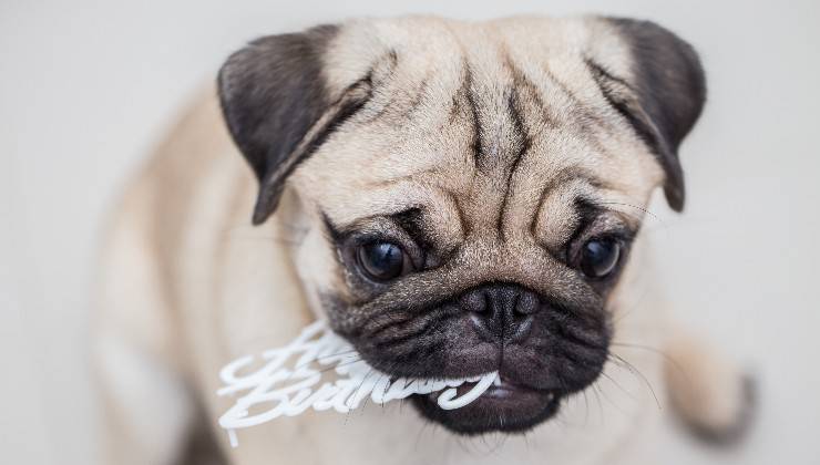 cane con una scritta in plastica in bocca