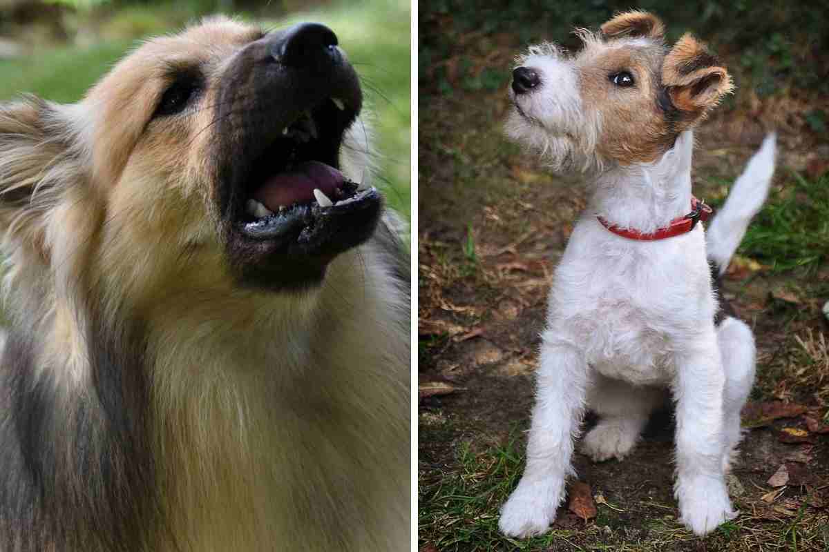 Cane non risponde altri abbaiano