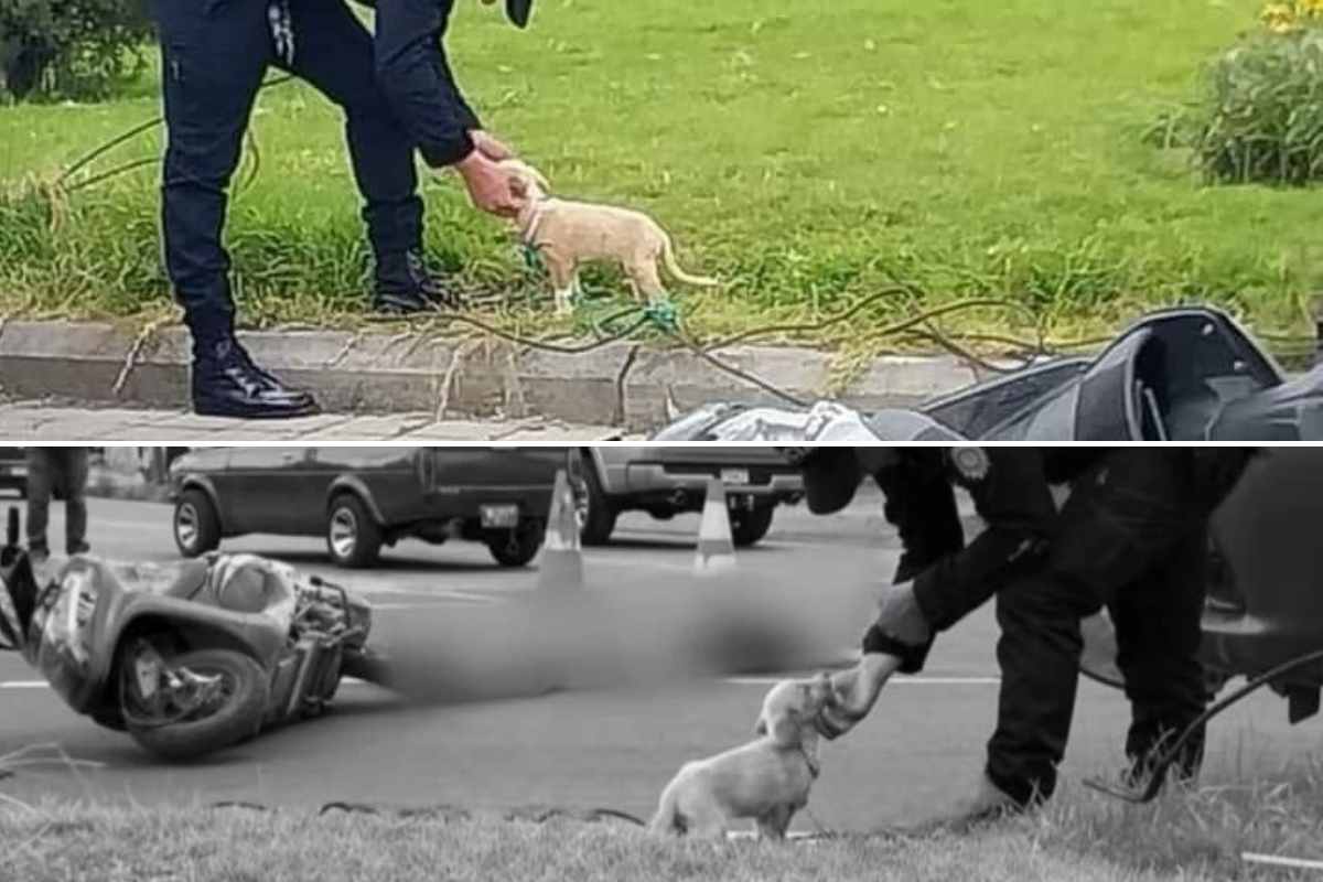 cane non abbandona corpo