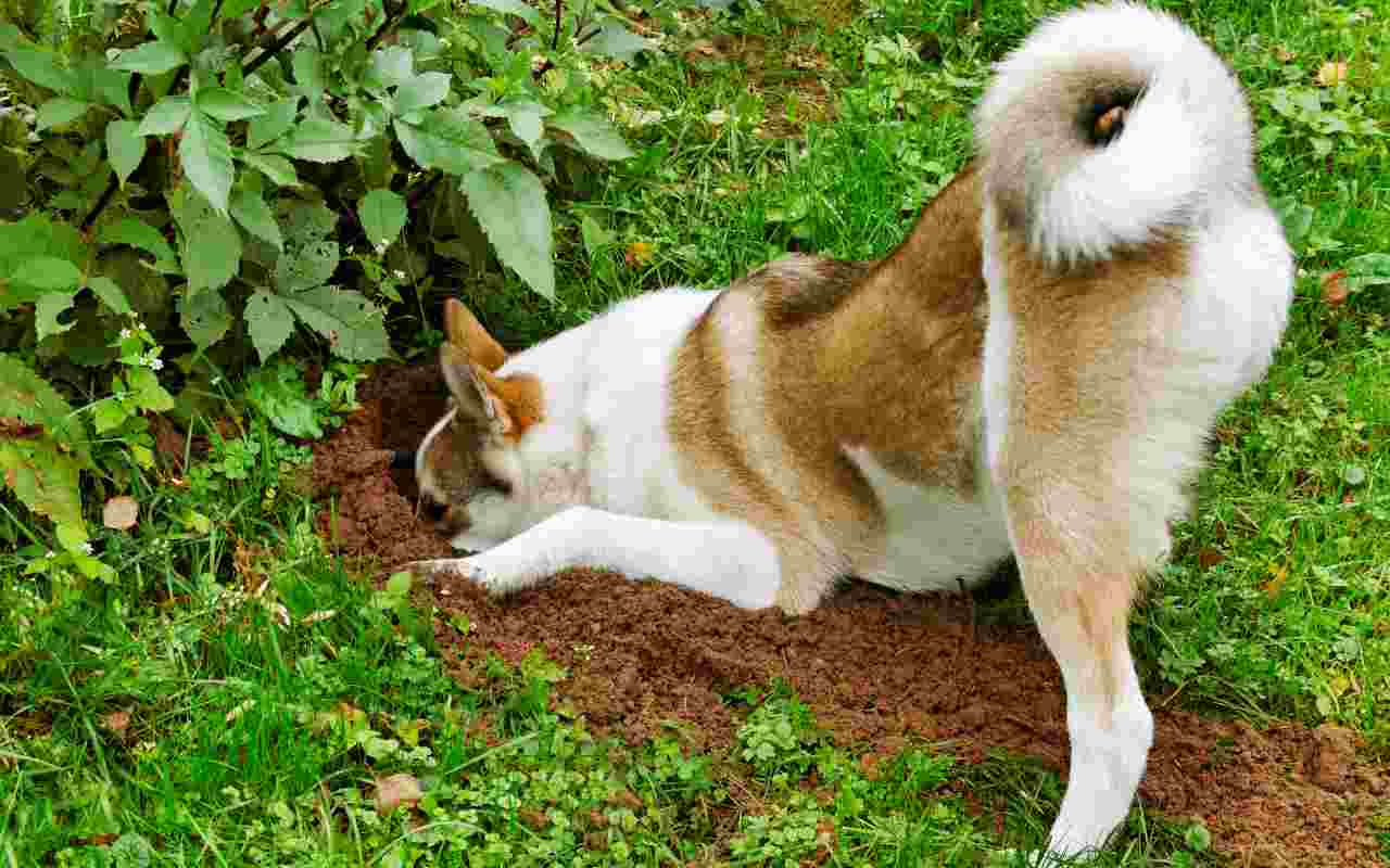perché cani piace scavare