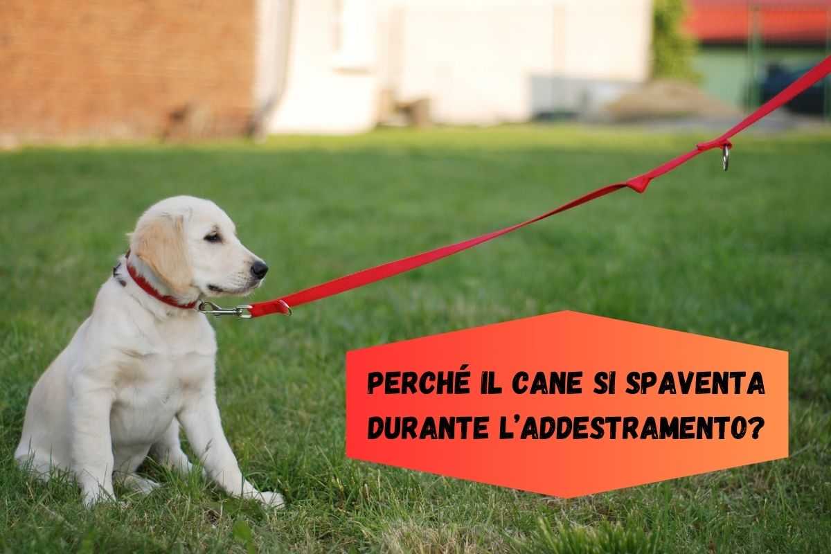 Il cane si spaventa durante l'addestramento