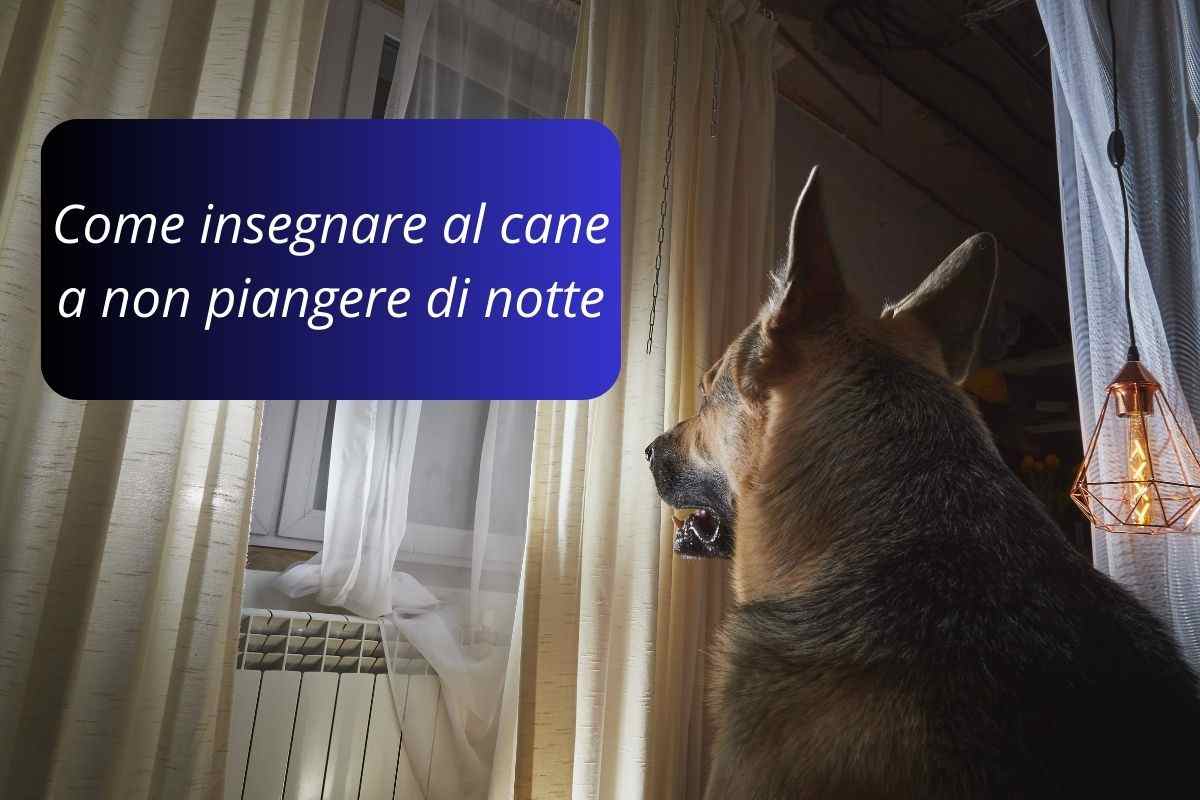 Insegnare al cane a non piangere di notte