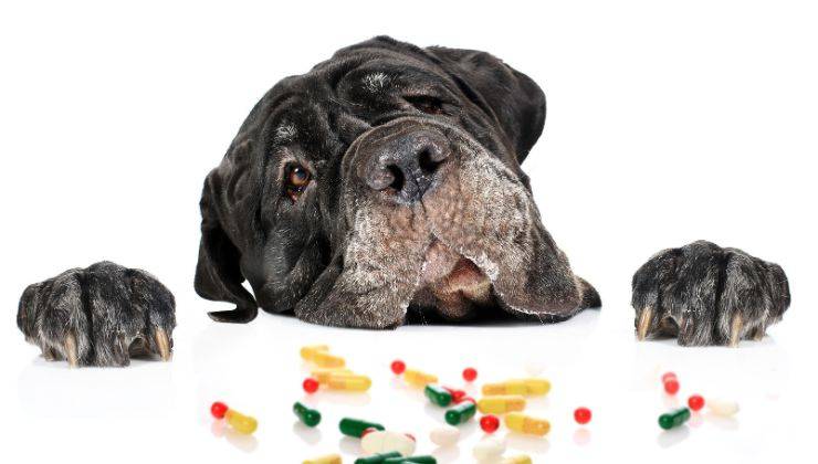 Cane tenta di prendere medicinali umani