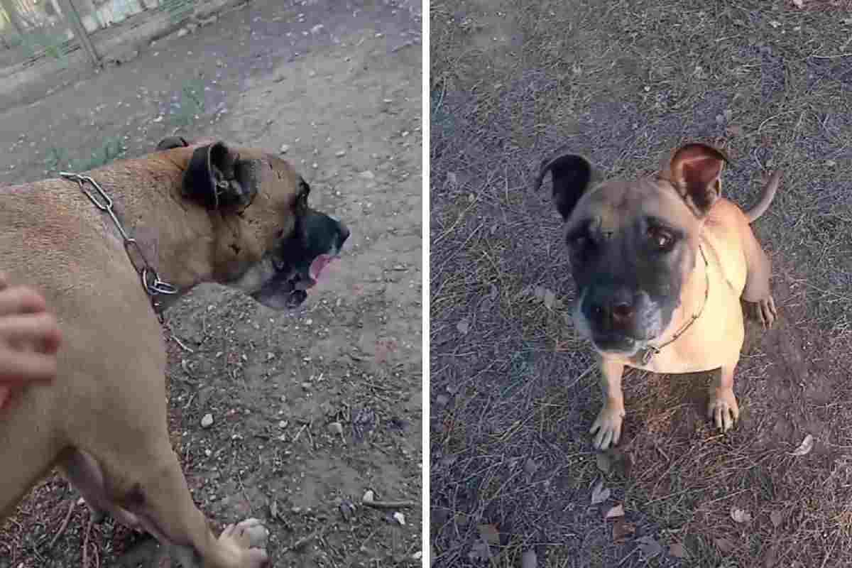 Cane usato per i combattimenti e abbandonato