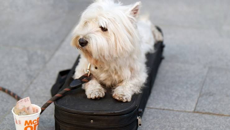 Cane vive per la strada 