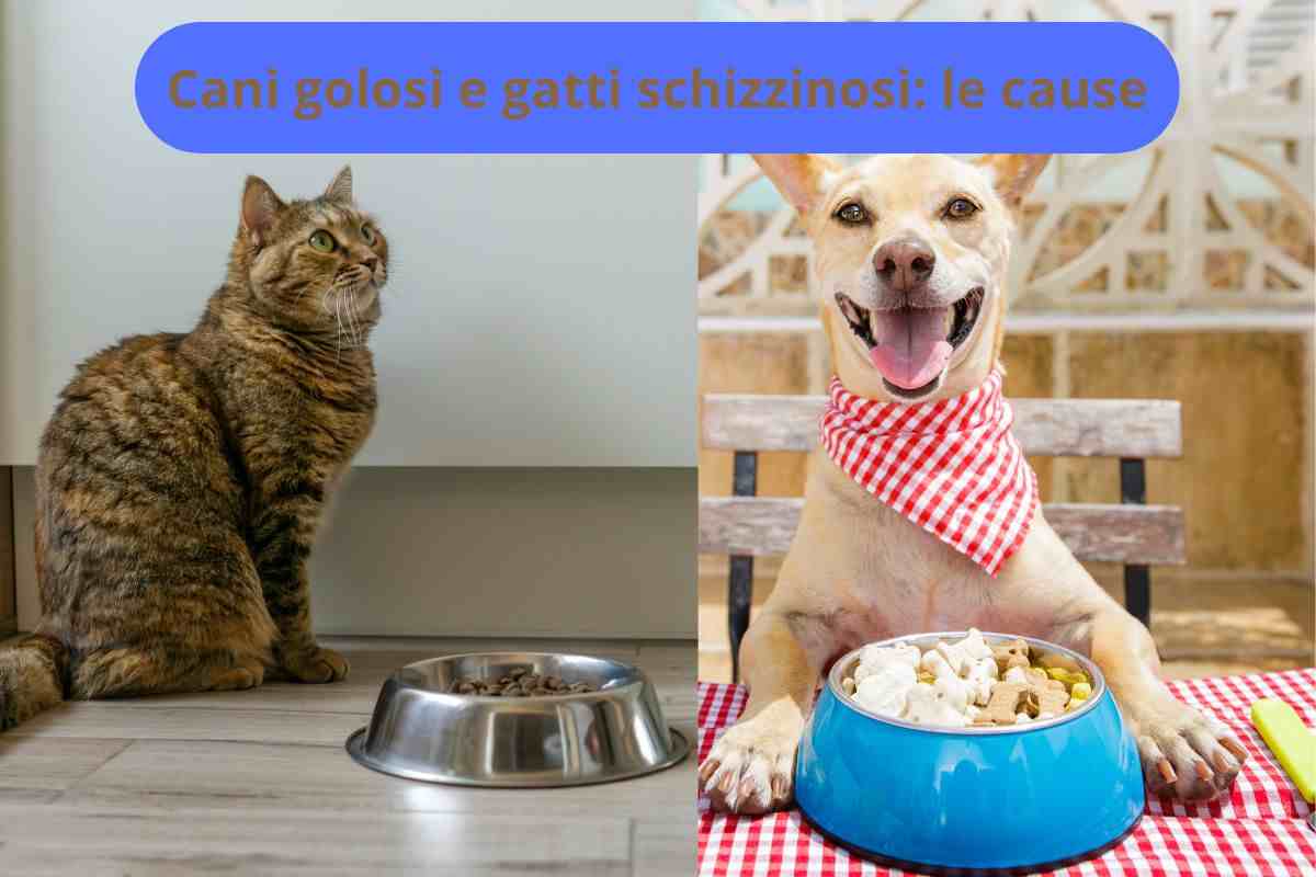Gatto non mangia, cane mangia di tutto