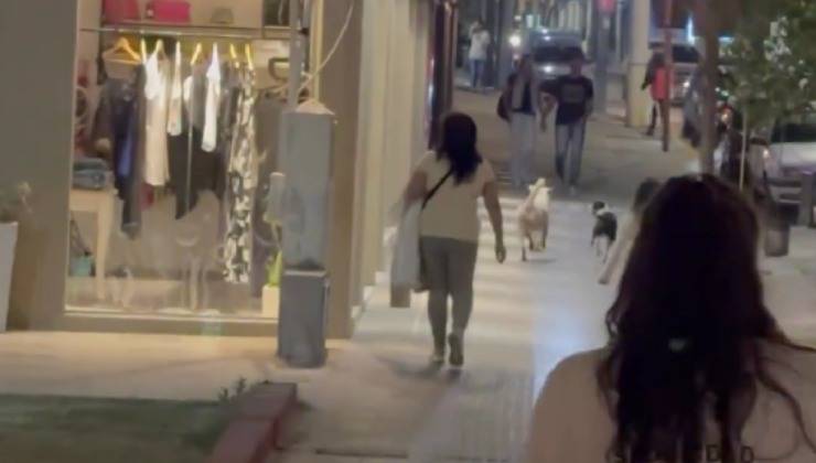 cane intrappolato, amico chiede aiuto