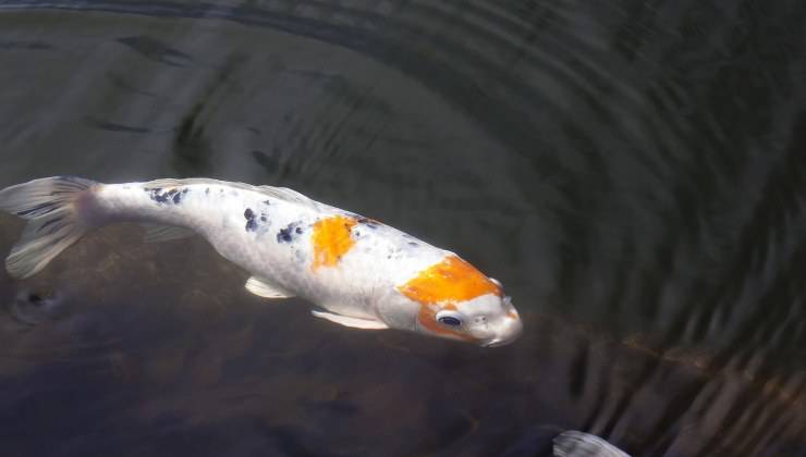 Carpa koi 