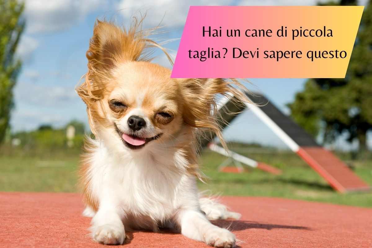 Hai un cane di taglia piccola