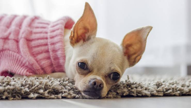 Chihuahua malato