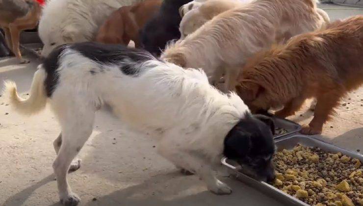 Cibo per cani