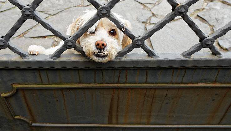 cane dietro al cancello