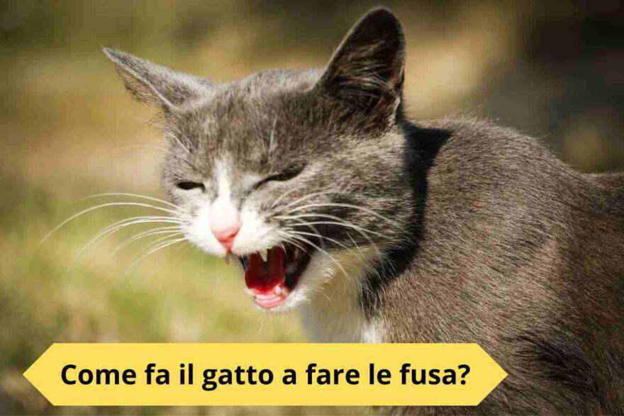 Come fanno i gatti a fare le fusa lo studio sorprendente