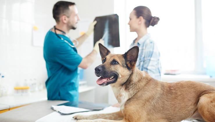cane dal medico per la radiografia