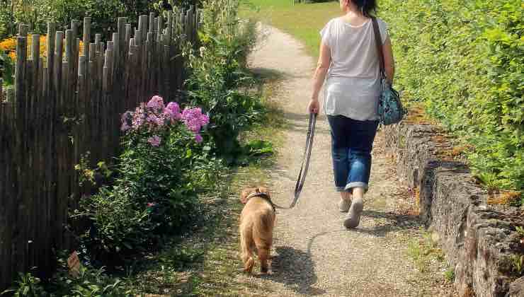 cane osservare comportamento passeggio 