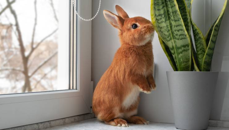 Coniglio messo alle strette