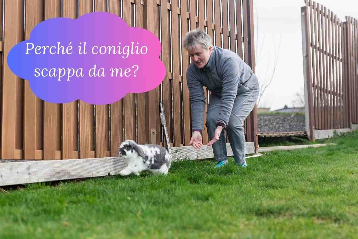 Perché il coniglio scappa da me