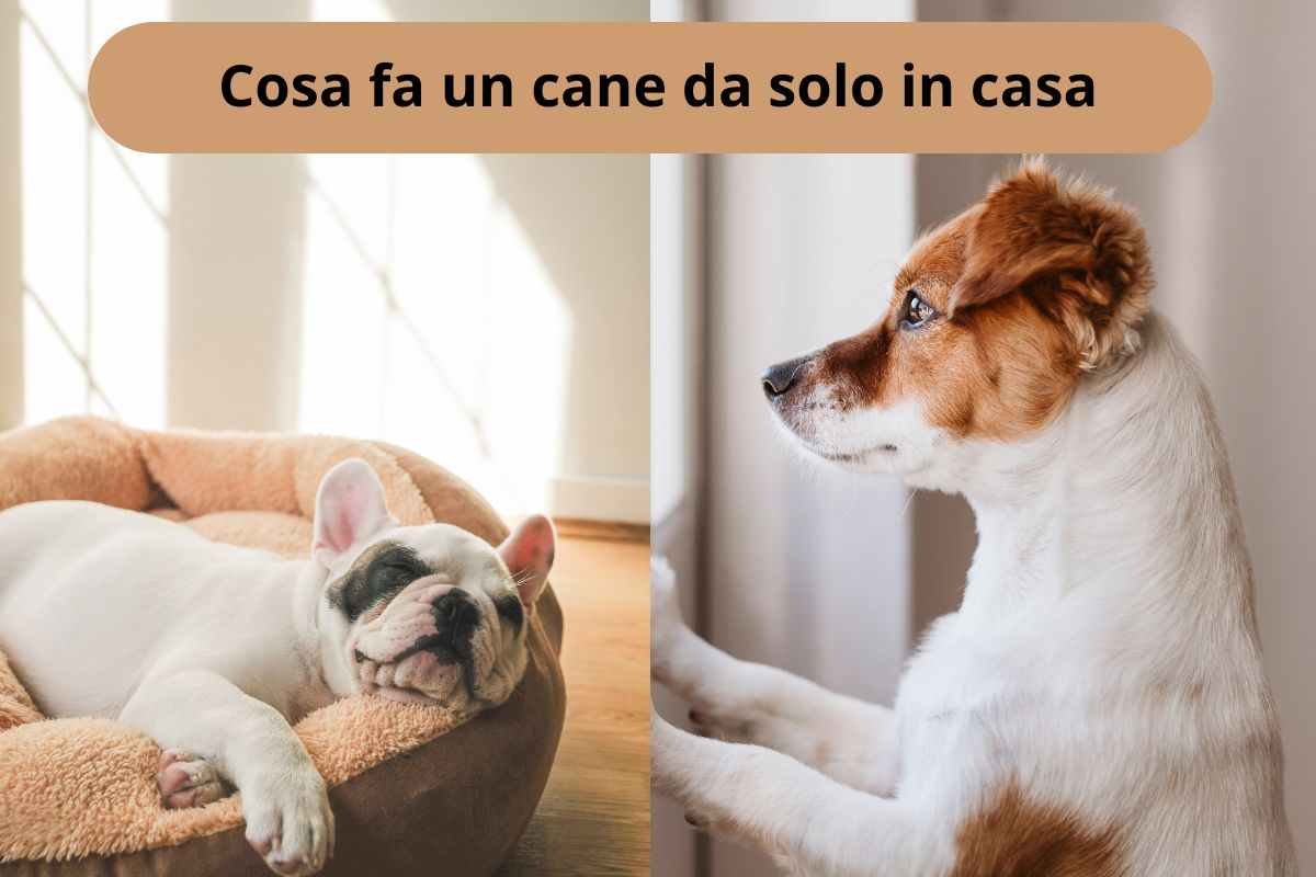 Cane che dorme e uno che guarda alla finestra