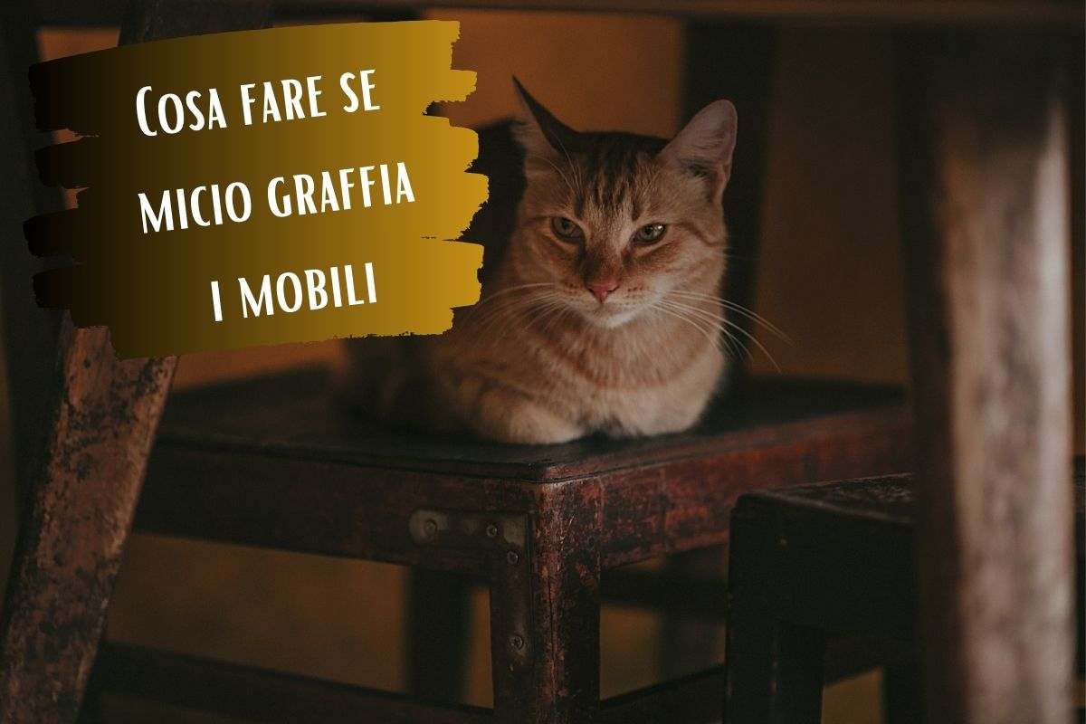 Cosa fare se micio graffia i mobili