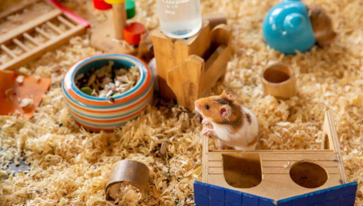 Criceto ascolta interessato