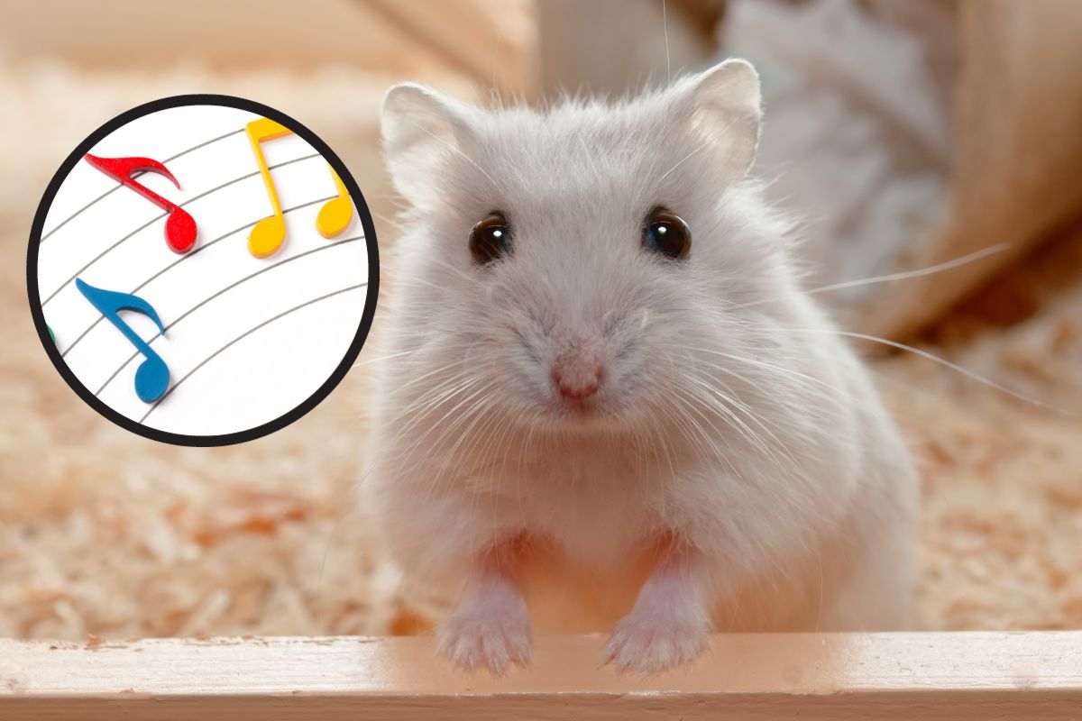 Ai criceti piace la musica