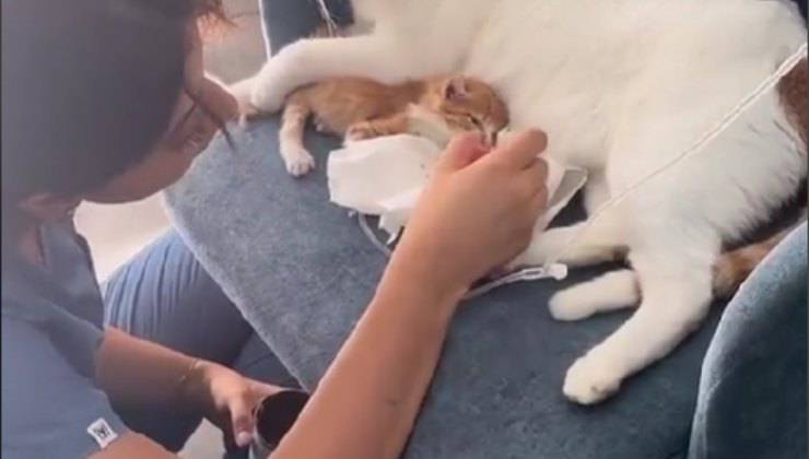 gatto in clinica aiuta gattino