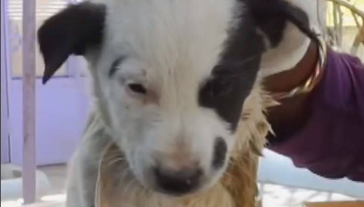 Cucciolo ferito the dodo