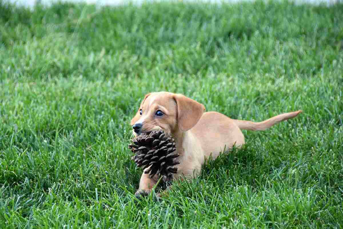 Il cane può mangiare le pigne