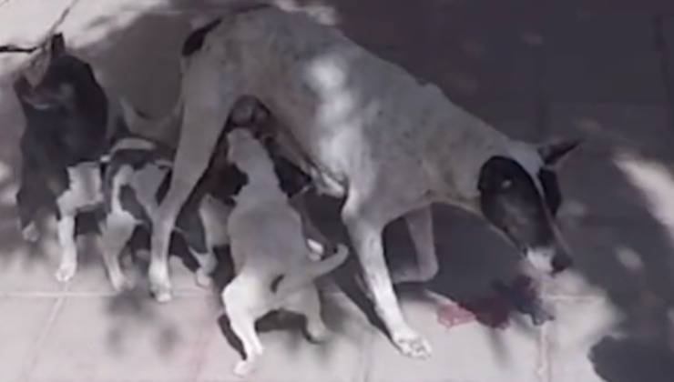 Cucciolo ritornato dalla famiglia