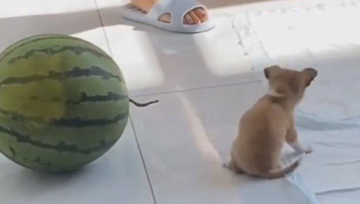 cucciolo vs anguria video