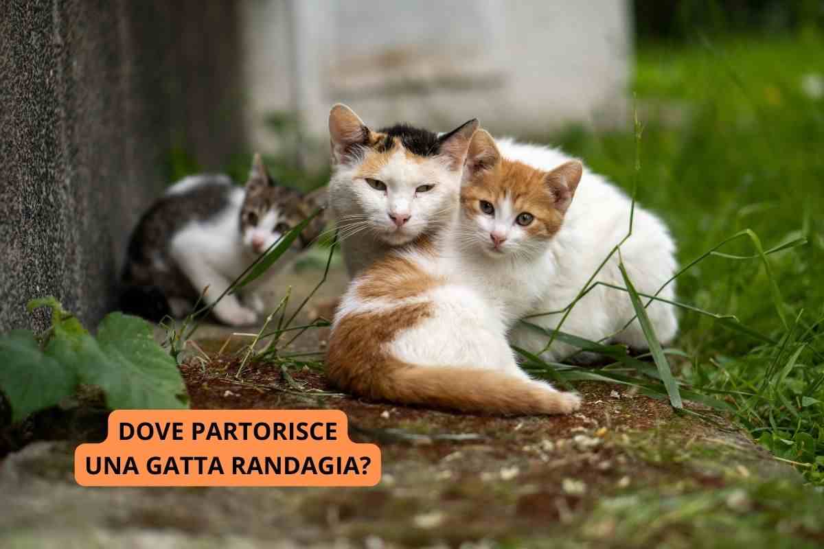 Dove partorisce gatta randagia