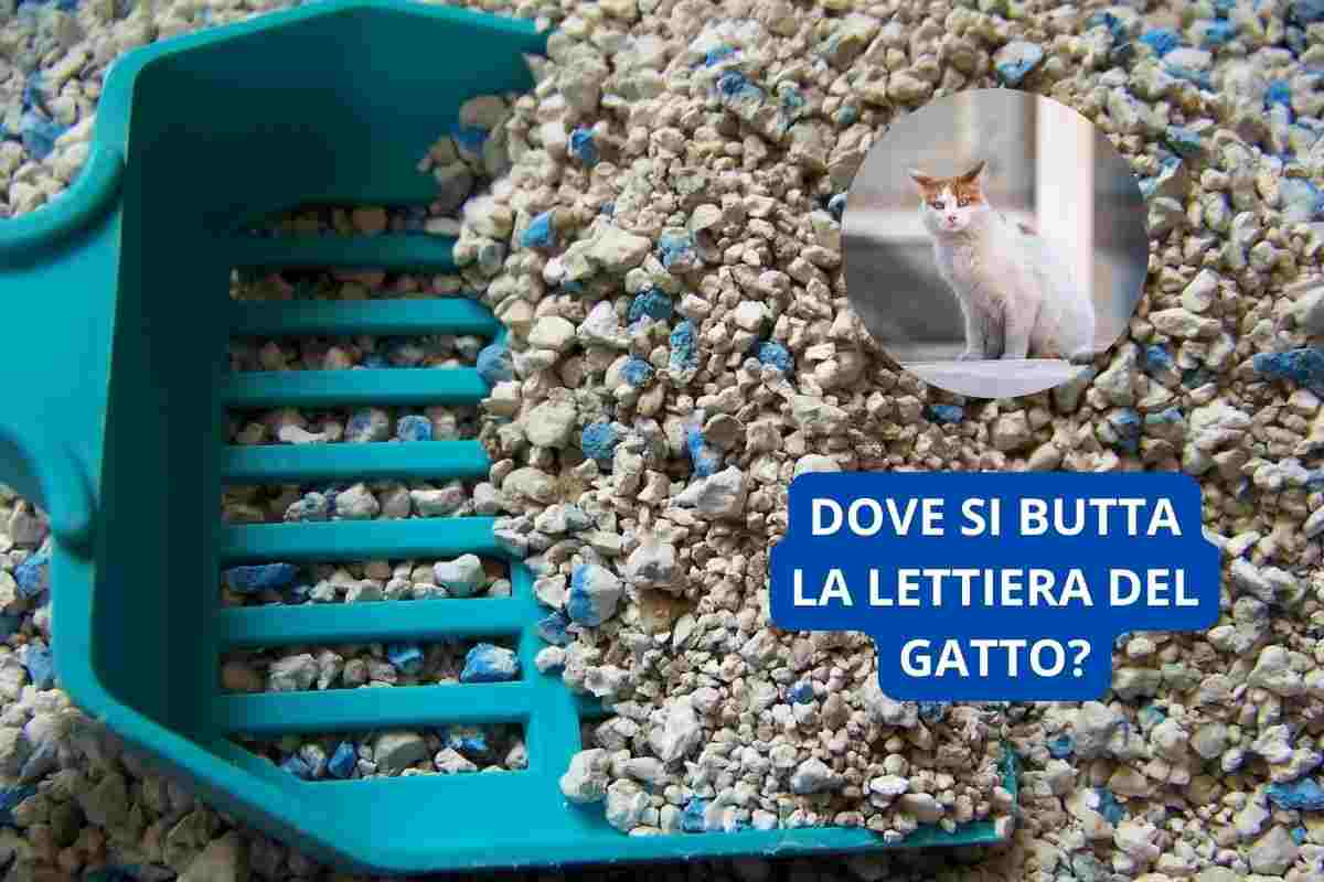 dove si butta lettiera gatto