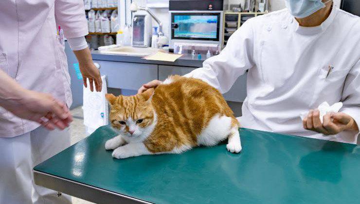 gatto dal veterinario