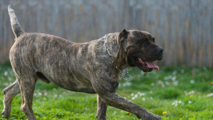 Dogo canario