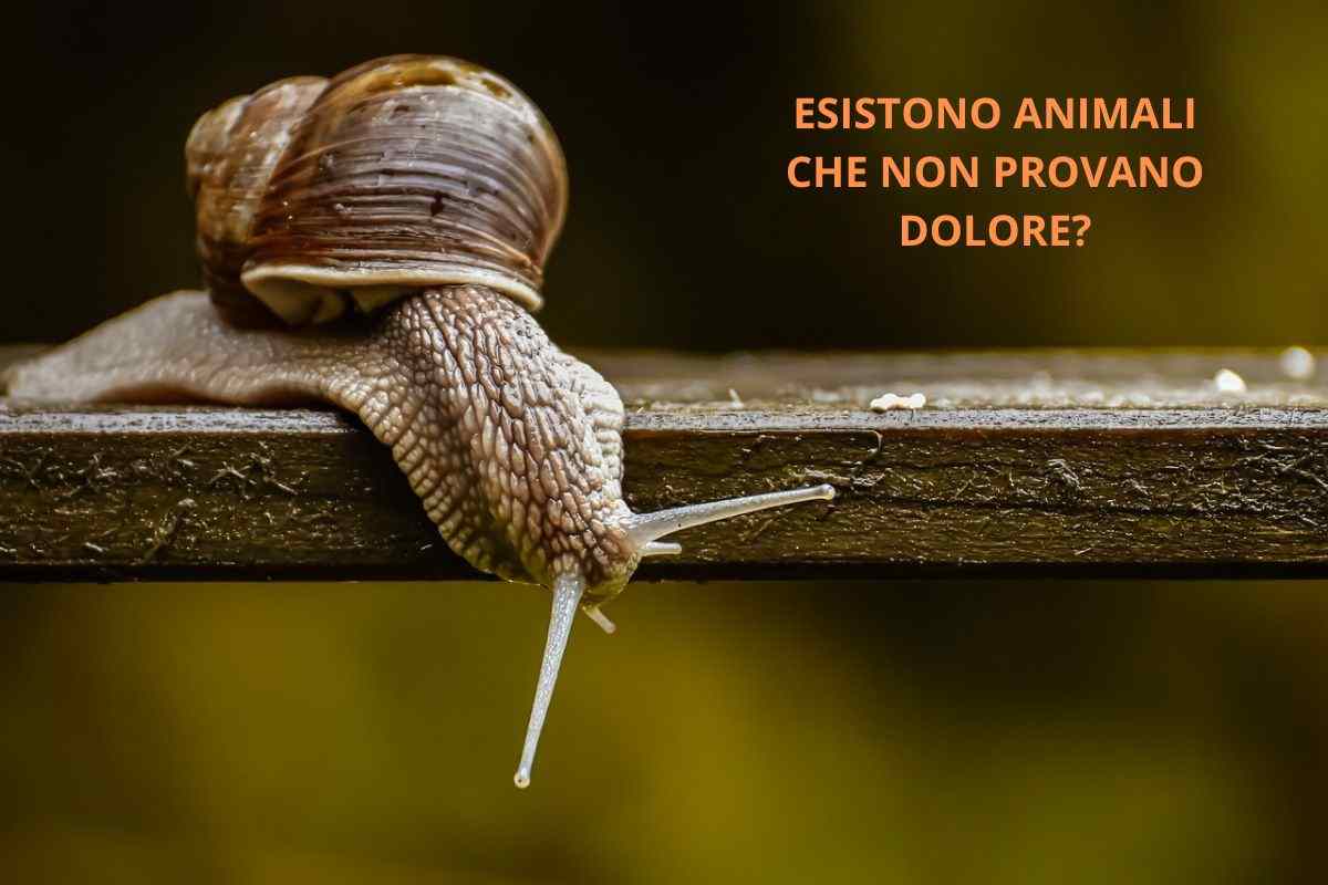 animali che non provano dolore