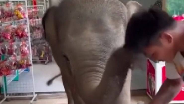 Elefantino dispettoso 