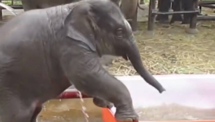 bagnetto elefantino piccola vasca 