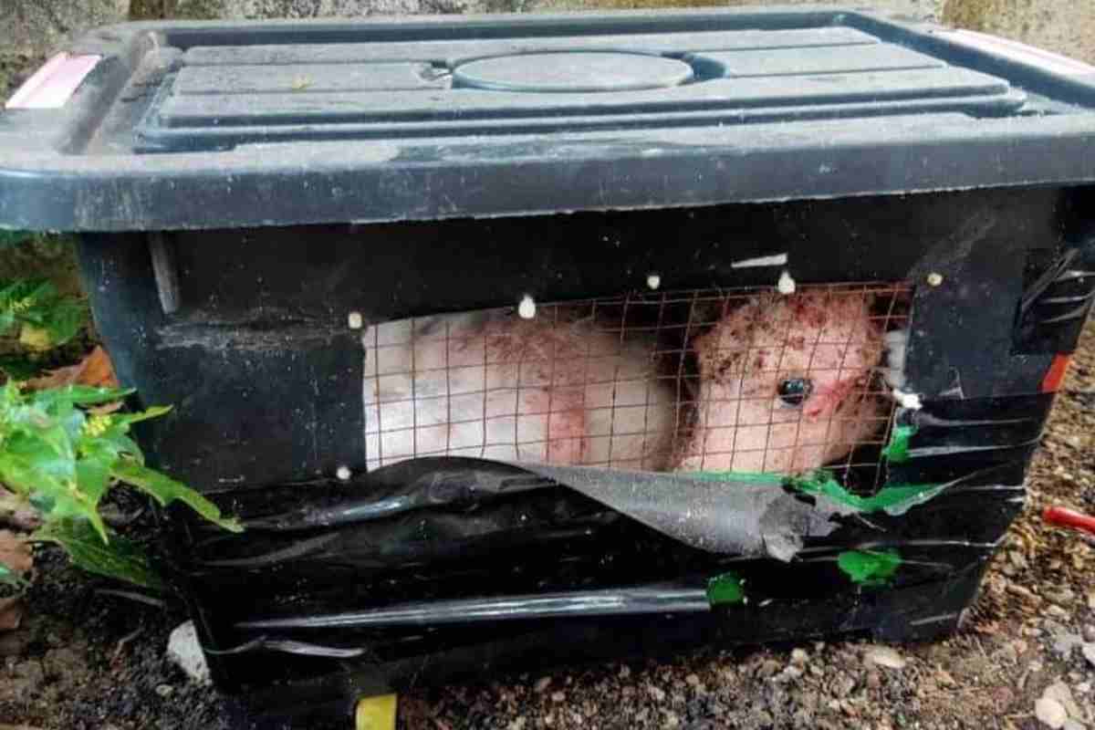 Escursionisti trovano una scatola sigillata