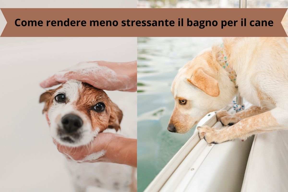 Come rendere il bagno piacevole al cane