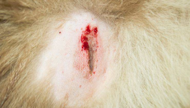 Ferita nel cane