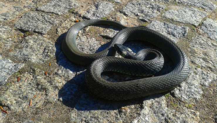 serpente gatto incontro abitazione