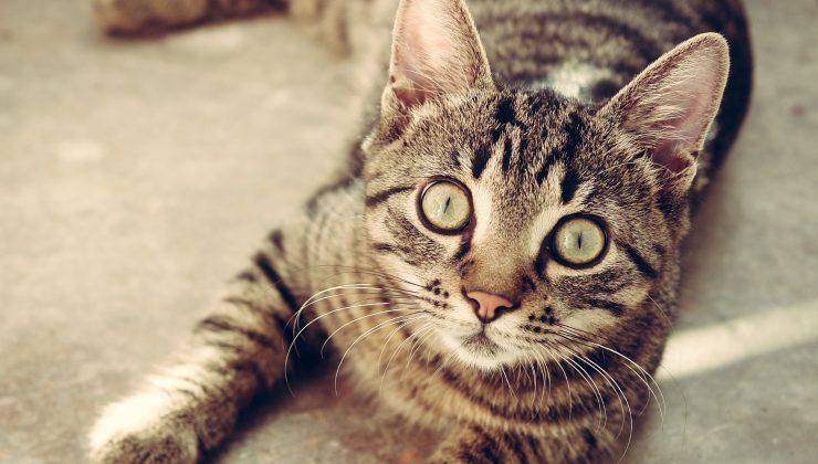 serpente gatto allontanato felino