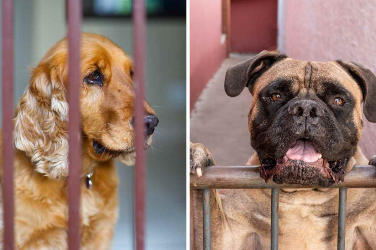 cane dietro cancello