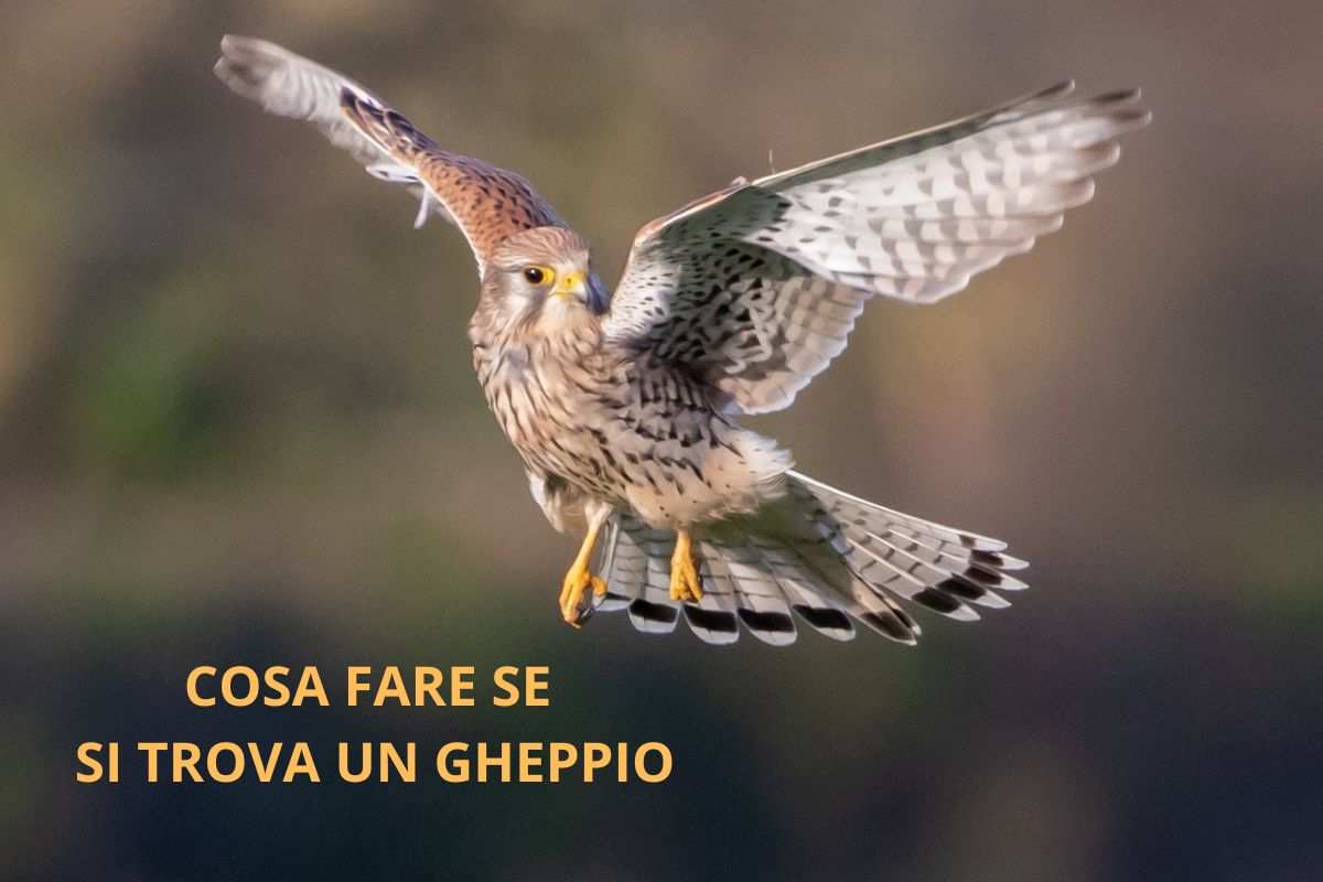 cosa fare trova gheppio