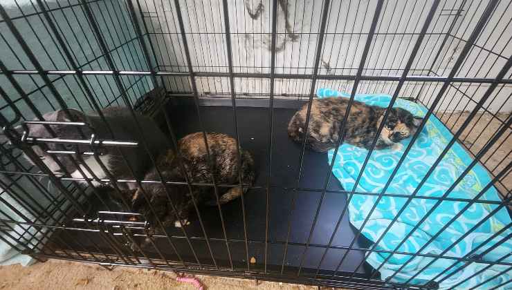 colonia di gatti sopravvissuti all'incendio