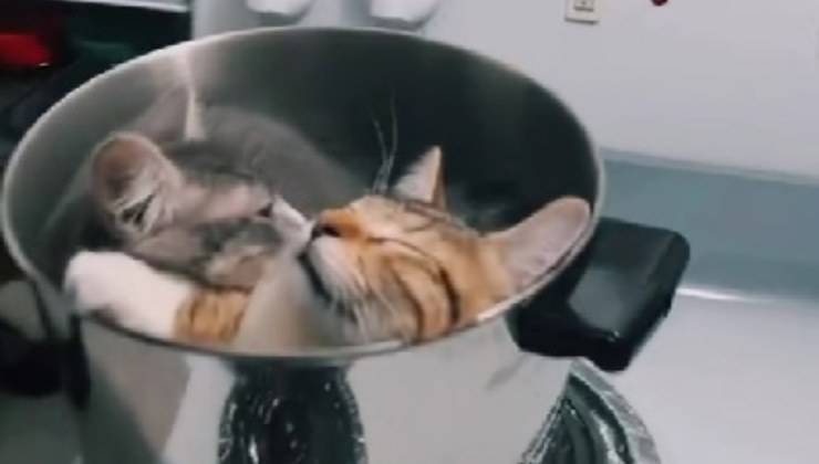 gatti dormono nella pentola 