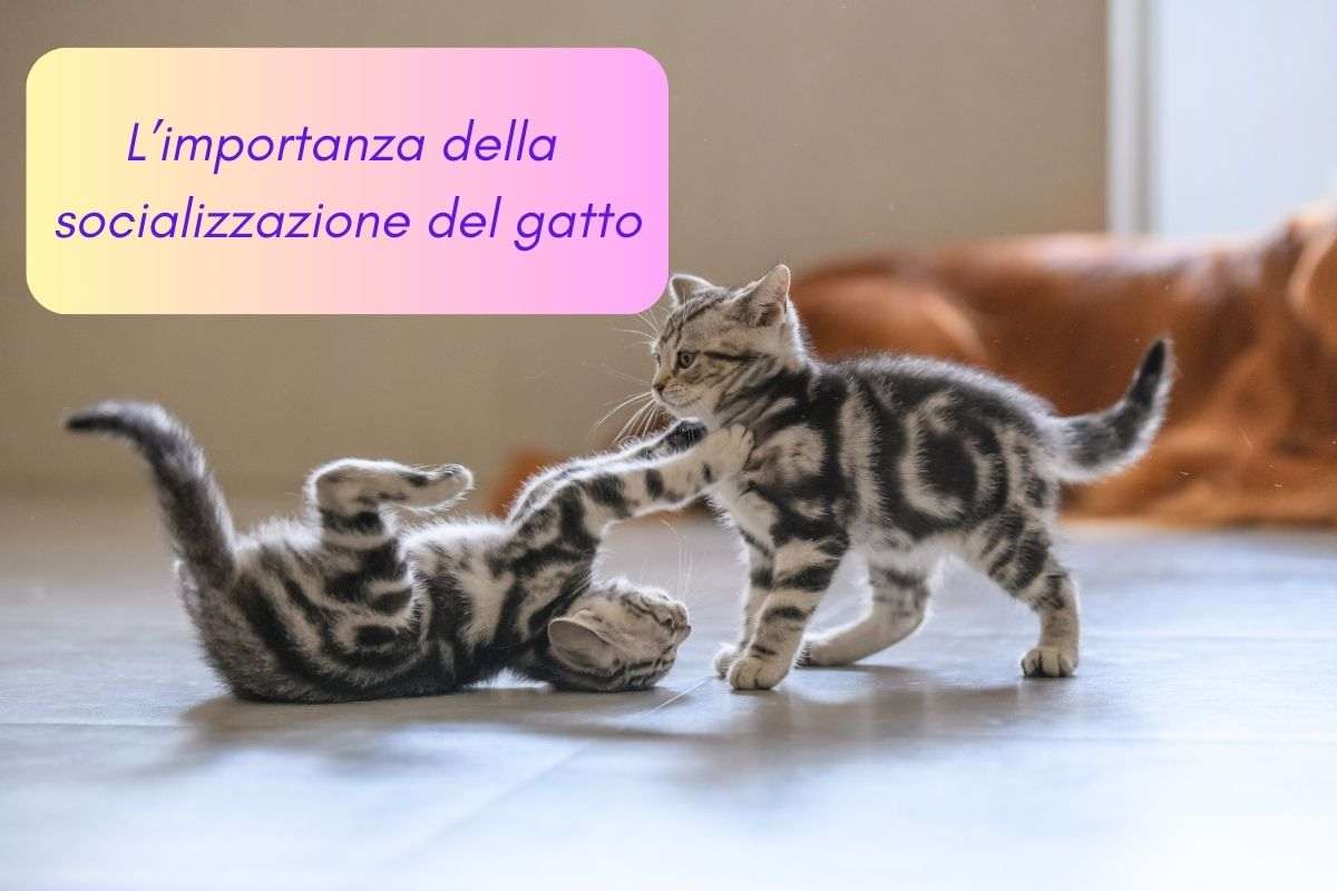 Socializzazione del gatto